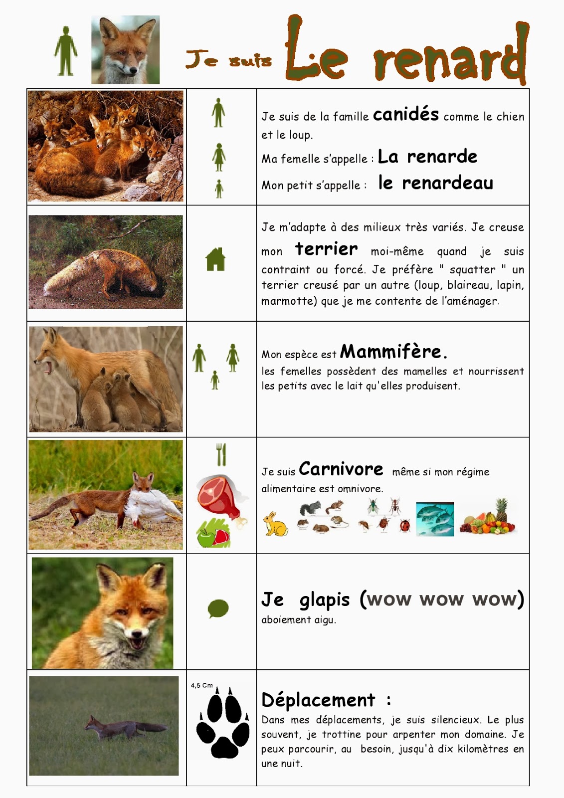 cycle-de-reproduction-du-renard-bsbf